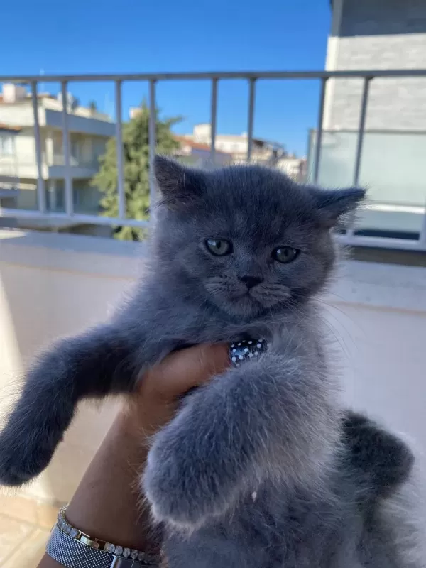 2 Aylık British Shorthair Bebekler