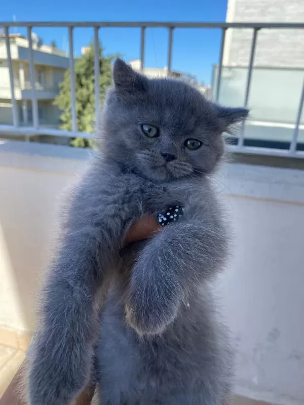 2 Aylık British Shorthair Bebekler