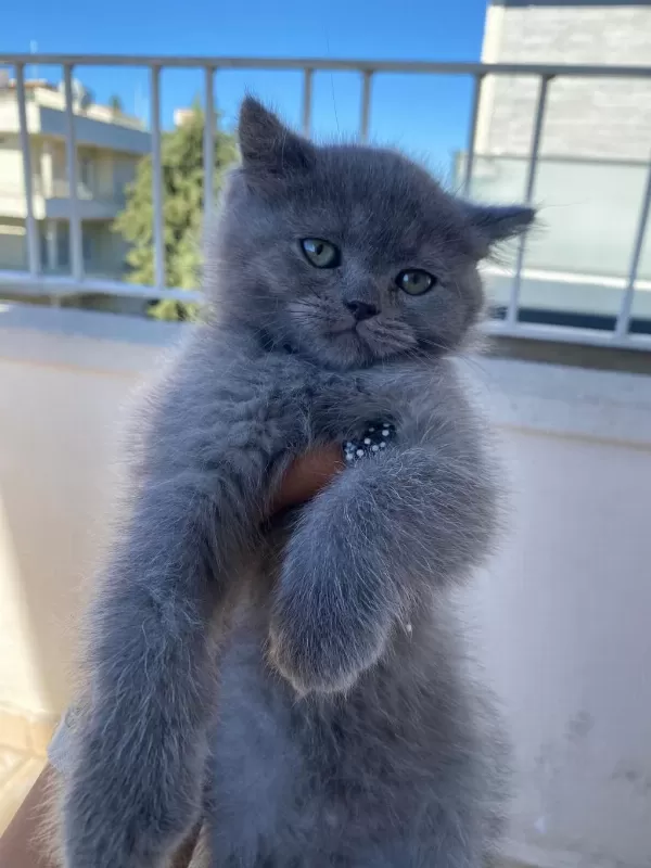 2 Aylık British Shorthair Bebekler