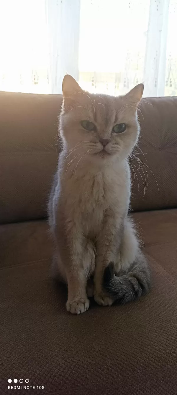British Shorthair Yetişkin Dişi