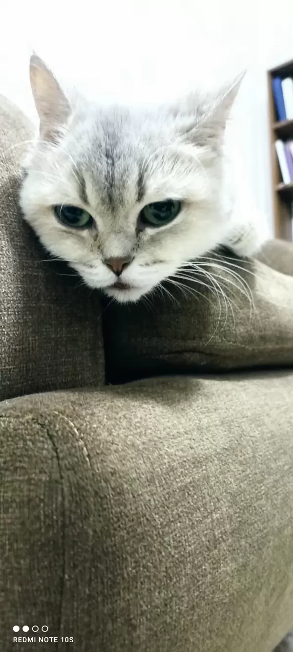British Shorthair Yetişkin Dişi