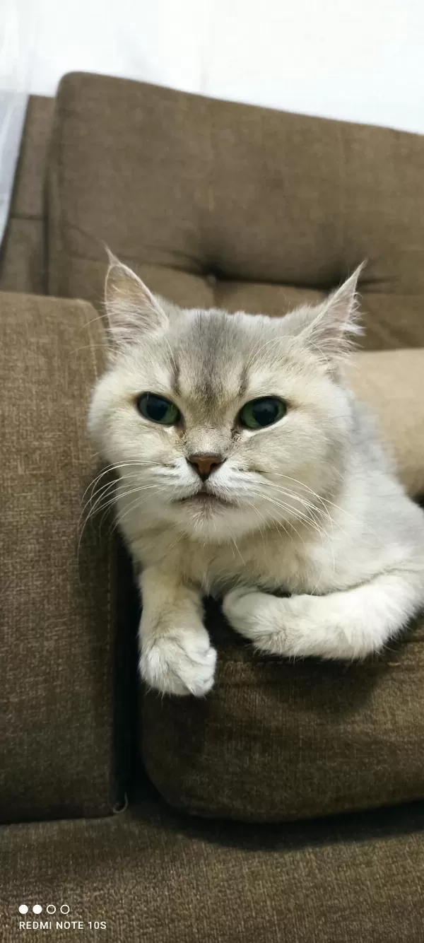 British Shorthair Yetişkin Dişi