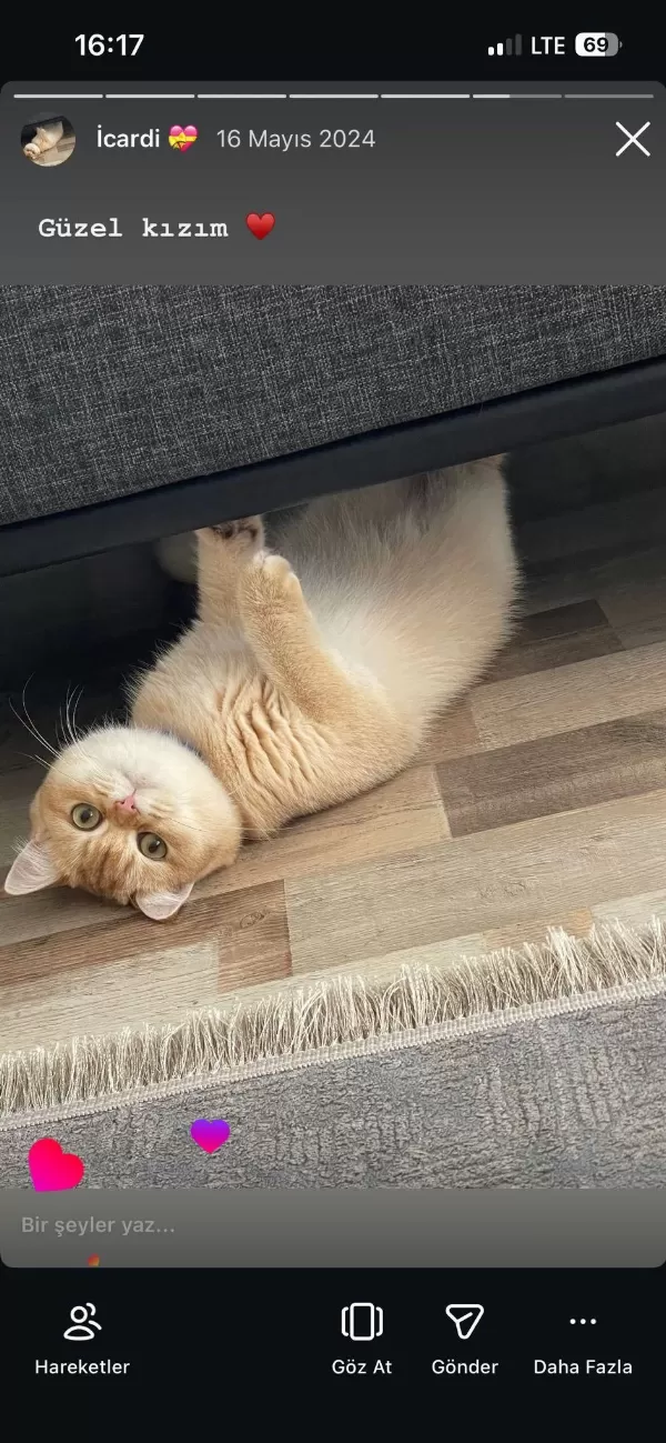 Golden By 11 British Shorthair