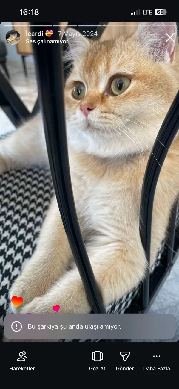 Golden By 11 British Shorthair