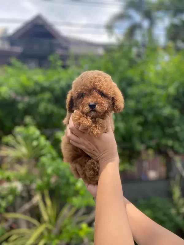 Toy Poodle İrk Garantili Köpekler