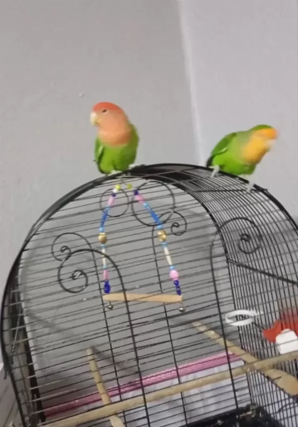 Harika Çift Sevda Papağanı