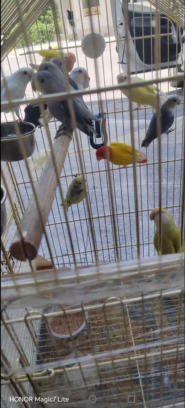 Yeni Yeme Düştü Sevda Papağanı