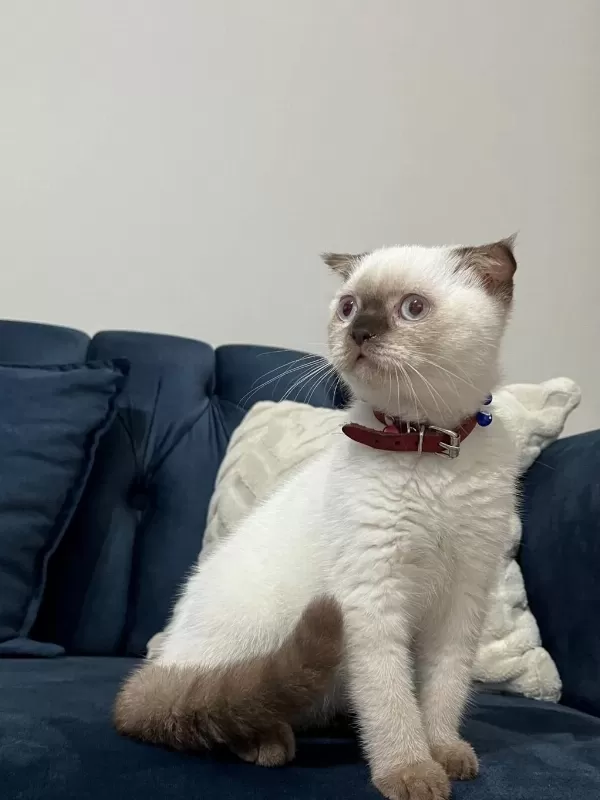 Scottish Fold Çikolata Point