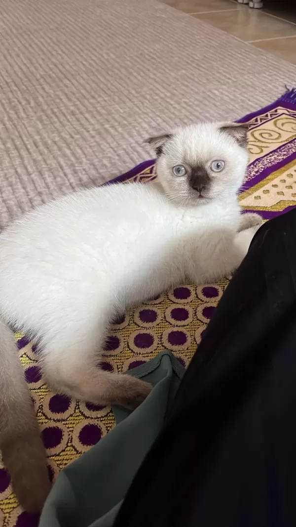 Scottish Fold Çikolata Point