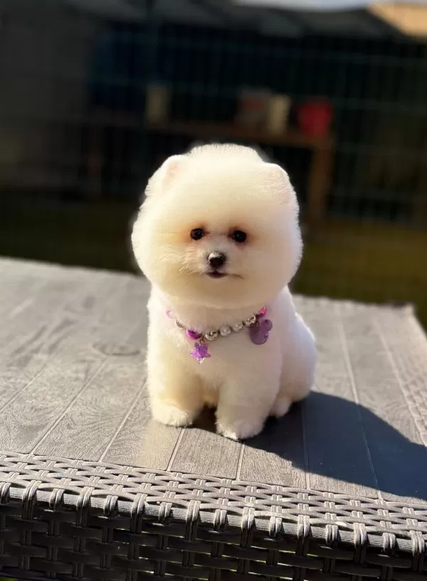 Ayıcık Surat Pomeranian