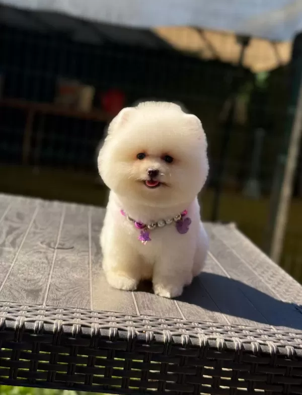 Ayıcık Surat Pomeranian