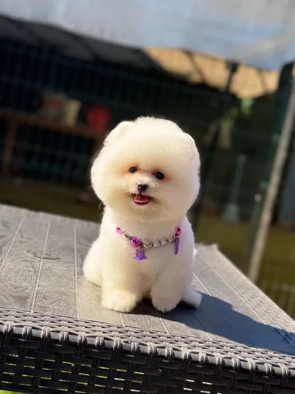 Ayıcık Surat Pomeranian