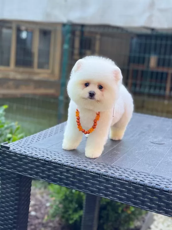 Pamuk Şekeri Pomeranian Boo