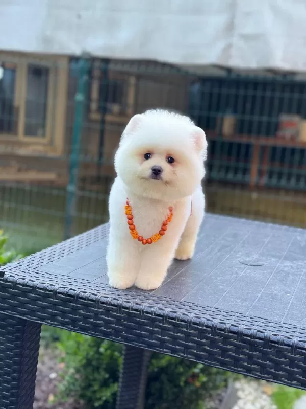 Pamuk Şekeri Pomeranian Boo