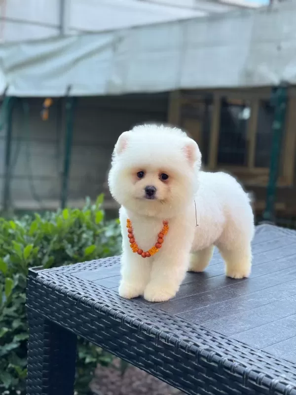 Pamuk Şekeri Pomeranian Boo