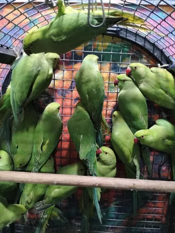 Kapalı Bilezik Pakistan Papağanları