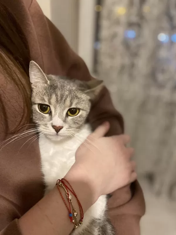 2,5 Yaşında Dişi Kedimiz