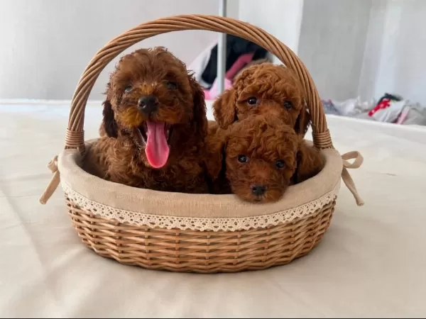 Dunya Tatlisi Poodle Minikler