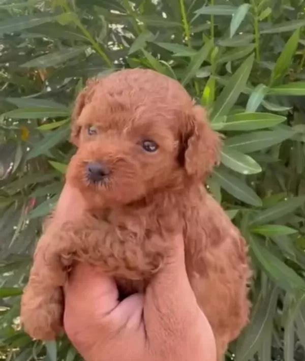 Dunya Tatlisi Poodle Minikler