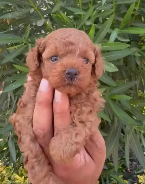 Dunya Tatlisi Poodle Minikler