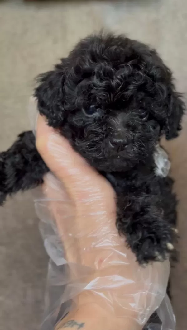 Dunya Tatlisi Poodle Minikler