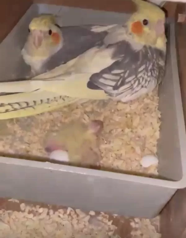 Anne Ve Baba Çok Güzel Bakıcı Sultan Papağanı