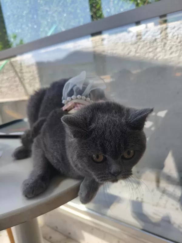 British Shorthair 10 Aylık