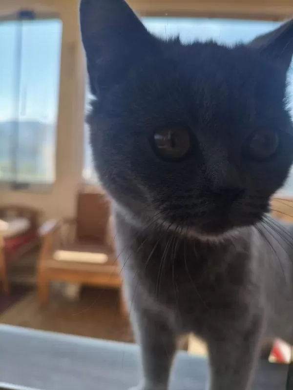 British Shorthair 10 Aylık