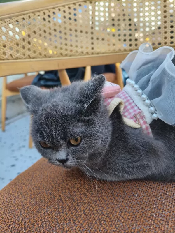 British Shorthair 10 Aylık