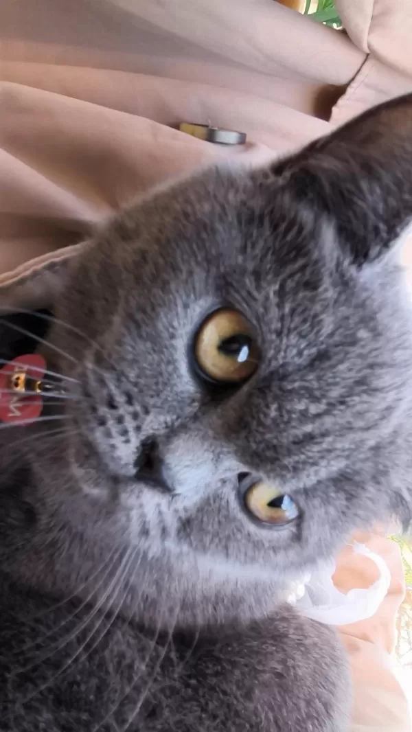 British Shorthair 10 Aylık