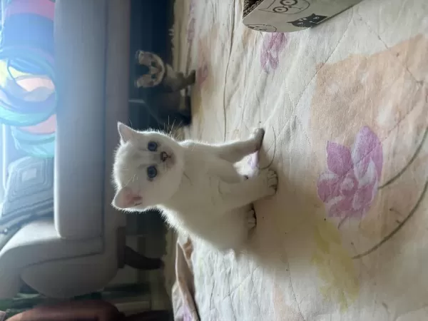 Sağlıklı Erkek Beyaz Kedimiz