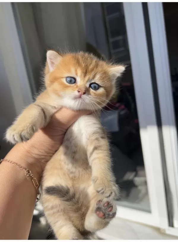 Golden Erkek Bebek Kedim Teslime Hazır