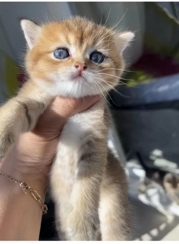 Golden Erkek Bebek Kedim Teslime Hazır