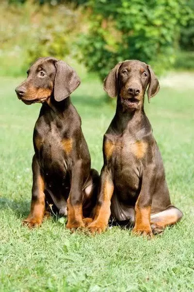 Profesyonel Üretim Çifliğinden Doberman Kapıda Ödeme