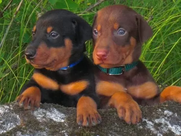 Profesyonel Üretim Çifliğinden Doberman Kapıda Ödeme