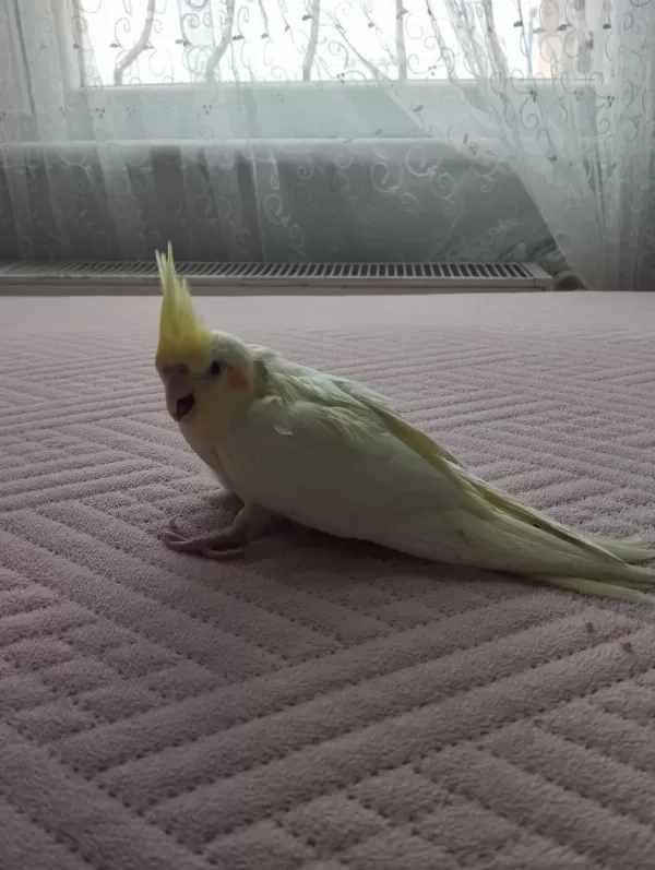 Acil Satılık Yeni Yeme Düşmüş Sultan Papağanı