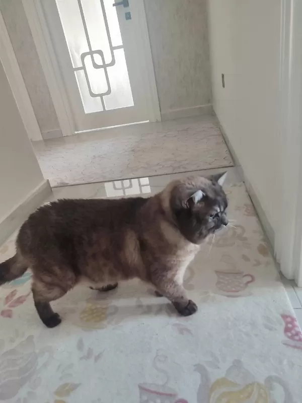 British Shorthair 2 Yaşında Erkek