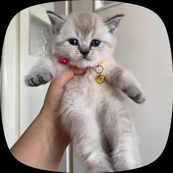 Boncuk British Shorthair Kardeşler