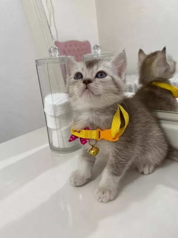 Boncuk British Shorthair Kardeşler