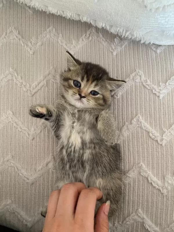 Boncuk British Shorthair Kardeşler