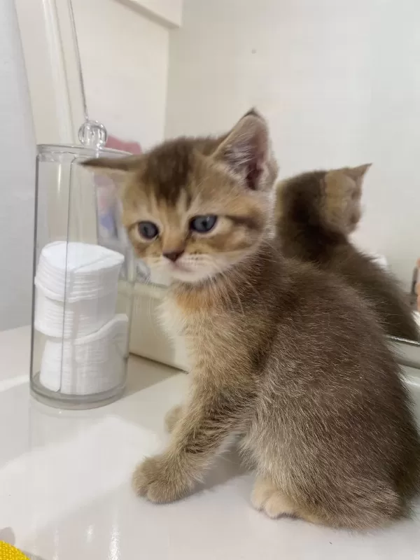 Boncuk British Shorthair Kardeşler