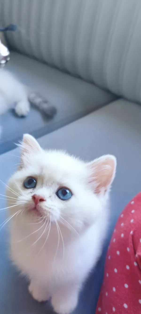 British Shorthair Yavrularımız