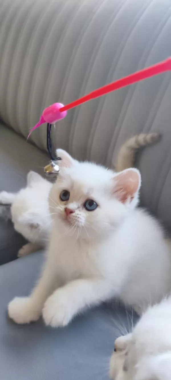British Shorthair Yavrularımız