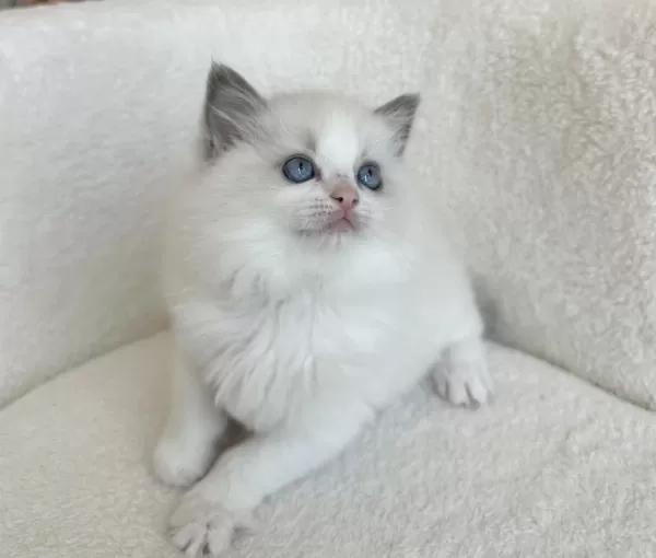 Safkan 2.5 Aylık Dişi Ragdoll