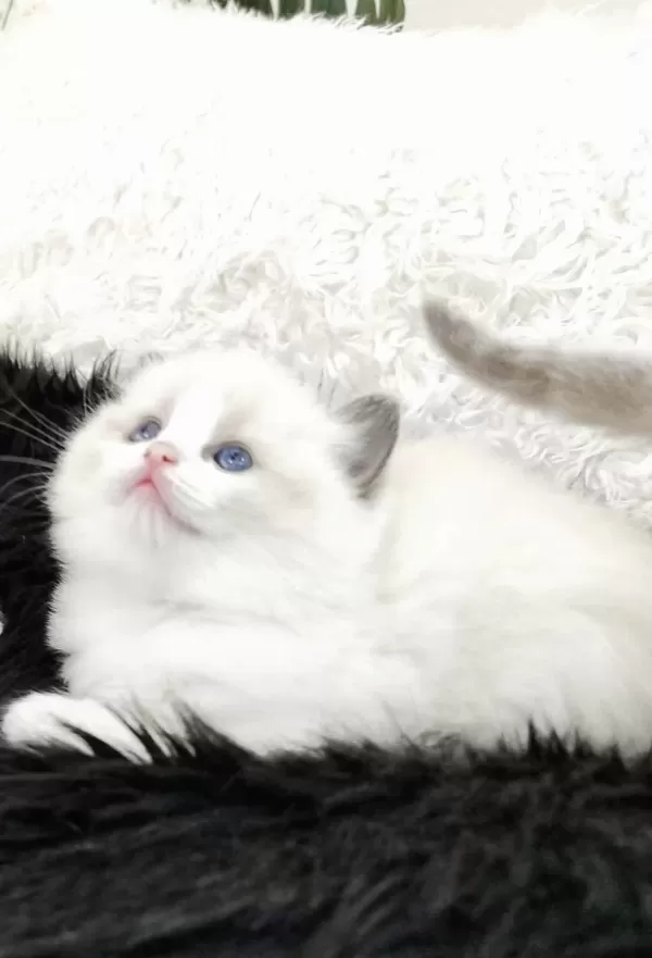 Safkan 2.5 Aylık Dişi Ragdoll