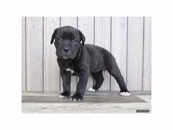 Profesyonel Üretim Çifliğinden Cane Corso Kapıda Ödeme