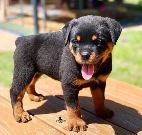 Profesyonel Üretim Çifliğinden Rottweiler Kapıda Ödeme
