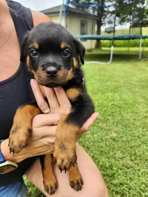 Profesyonel Üretim Çifliğinden Rottweiler Kapıda Ödeme