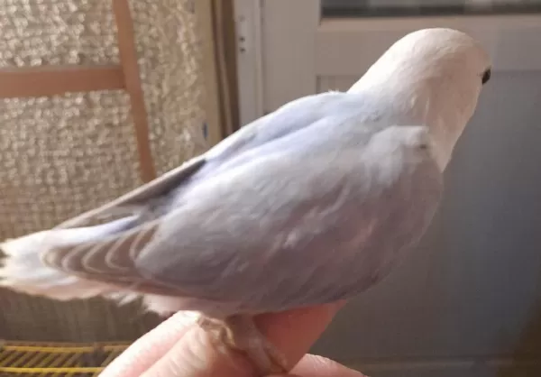 Kızgınlık Yumurtası Atan Opalin Sevda Papağanı