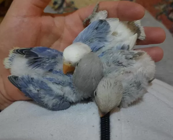 Kızgınlık Yumurtası Atan Opalin Sevda Papağanı
